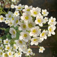 Saxifraga  'Kath's Delight'